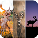 Wallpaper for Deer APK