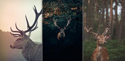 Wallpaper for Deer Affiche