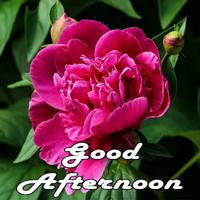 Good Afternoon images 2019 스크린샷 2