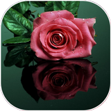 Best Flowers And Roses Romanti