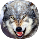 Wolf Sounds APK