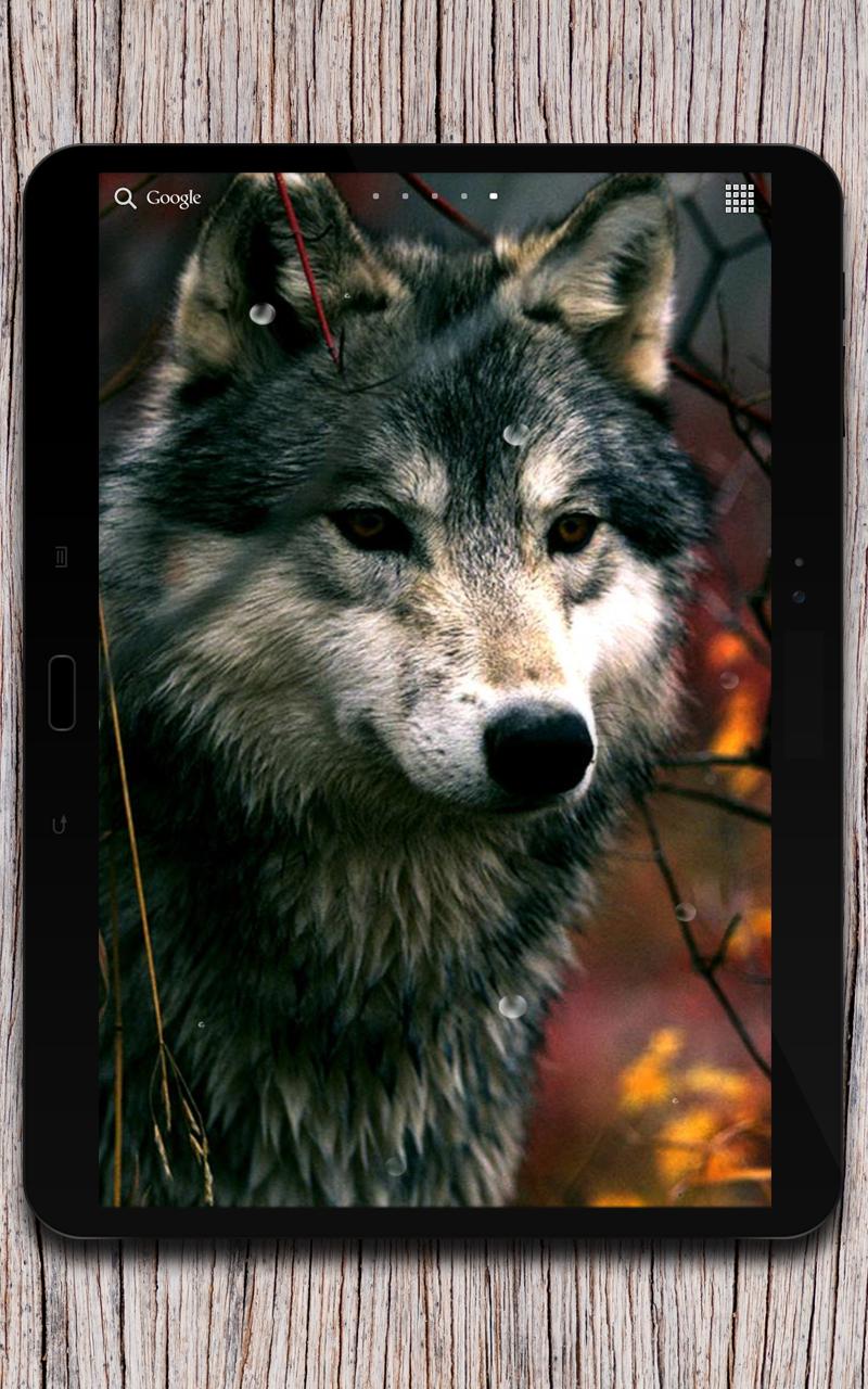 Living wolfs. Волк живой. Заставки на телефон волки живые. Живые обои волк. Живой волк на экран смартфона.