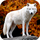 Wolf Wallpaper HD APK
