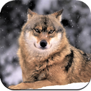 Wolf Wallpaper HD APK
