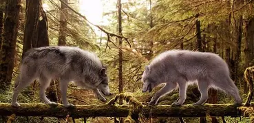 Wolves Live Wallpaper