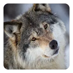 Wolves Live Wallpaper APK download
