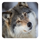 Wolves Live Wallpaper APK