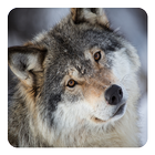 Wolves Live Wallpaper آئیکن