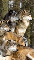 پوستر Wolves Live Wallpaper