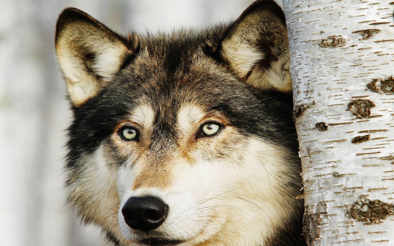 Living wolfs. Волк. Волк картинка. Взгляд волка. Морда волка.