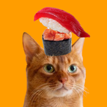 Stack Cat