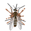 Catch a Mosquito APK