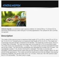 Types Of Snakes - Snake Specie captura de pantalla 1