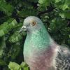 Pigeon: A Love Story Mod apk última versión descarga gratuita