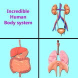 Incredible human body system