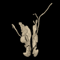 Digital Cadaver Library: Digit
