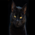 Black cat pictures