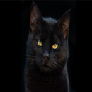 Black cat pictures APK