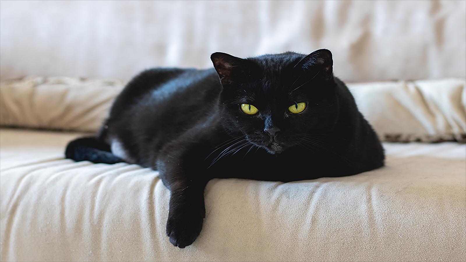Кошка жена за 200 000