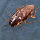 Cockroach Real Simulator 圖標