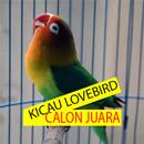 KICAU LOVEBIRD CALON JUARA APK