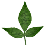 ”Bilvashtakam -Nikita Daharwal