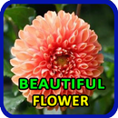 Beautiful Flower Pictures APK