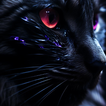 Black Wallpapers icon