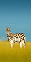 Zebra Wallpapers Poster