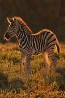 Zebra Wallpapers captura de pantalla 1