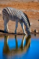 Zebra Wallpapers captura de pantalla 3