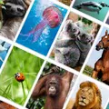 Picture Quiz Animals