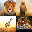 Zoo Live Wallpaper APK