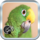 Звук Parrot APK