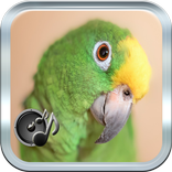 Parrot Sound