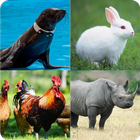 What animal name Quiz icon