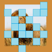 Quiz Animal Reveal