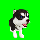 Animated Dog Green Screen VFX icône