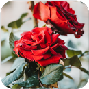 Rose Wallpaper Floral Flower Background Red Roses APK