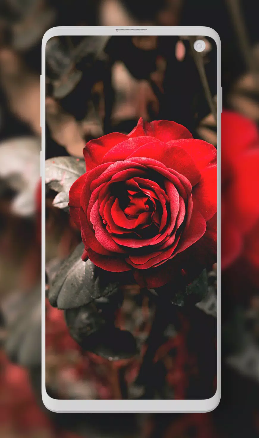 Rose Wallpaper Floral Flower Background Red Roses Apk For Android Download Rose Wallpaper Floral Flower Background Red Roses Apk For Android Download