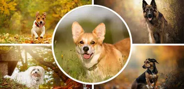 Dogs Wallpapers