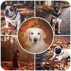 Скачать Dogs Wallpapers XAPK