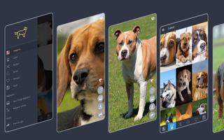Dogs Wallpapers Affiche
