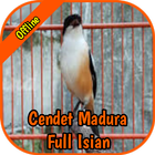 Cendet Madura Full Isian icône