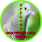 Kicau Perkutut Lokal أيقونة