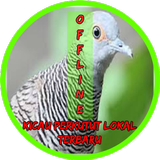 Kicau Perkutut Lokal أيقونة