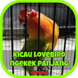 Lovebird Ngekek Panjang ikona