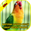 Lovebird Ngetik Lanjut Ngekek Panjang Offline