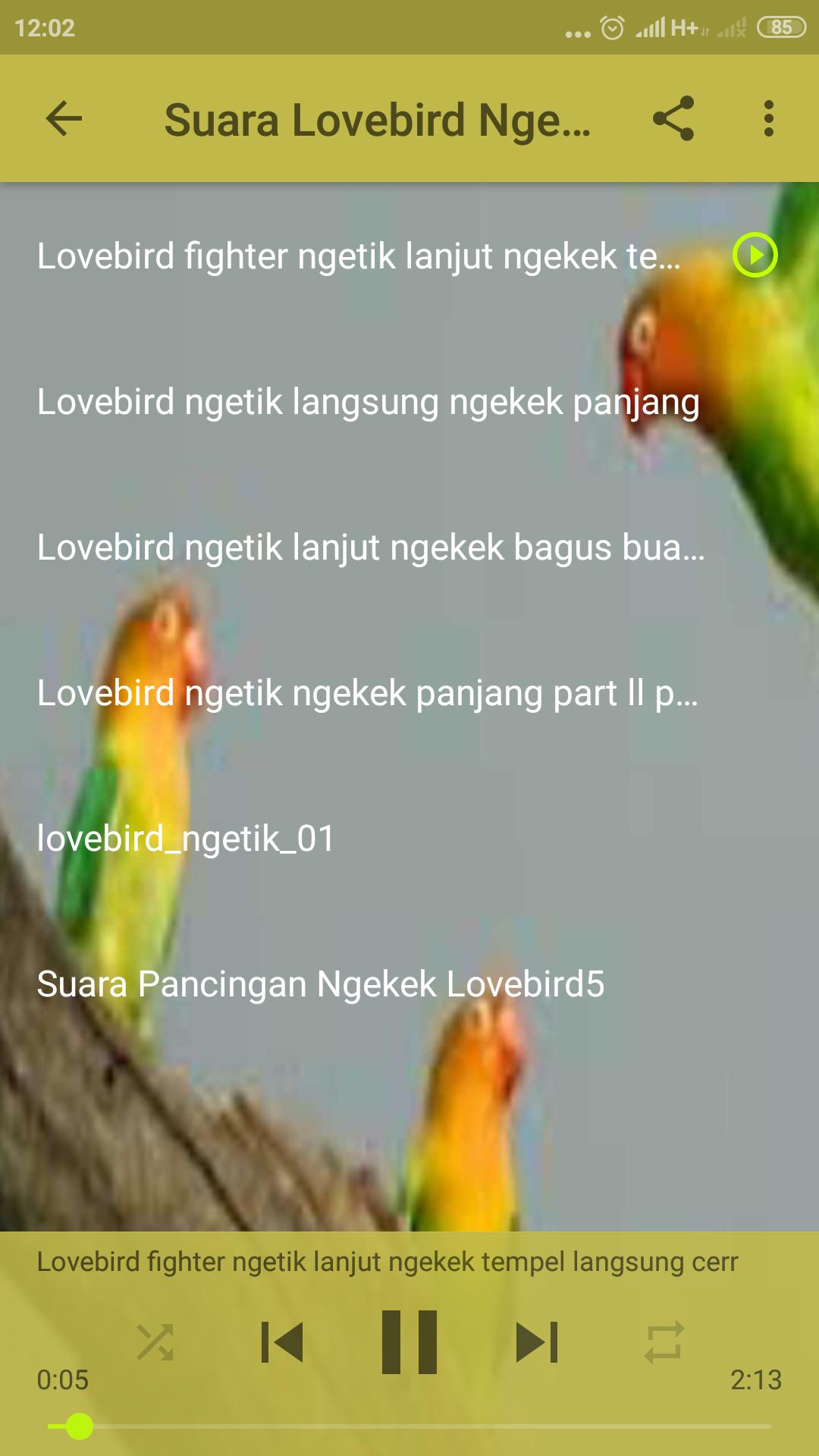 Download Audio Suara Lovebird Mp3 Ngetik Ngekek Panjang