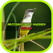 Masteran Ciblek Ngebren Terbaru Offline